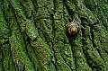 Albero_più_Chiocciola