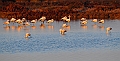 Phoenicopterus_ruber,_giovani_di_fenicottero
