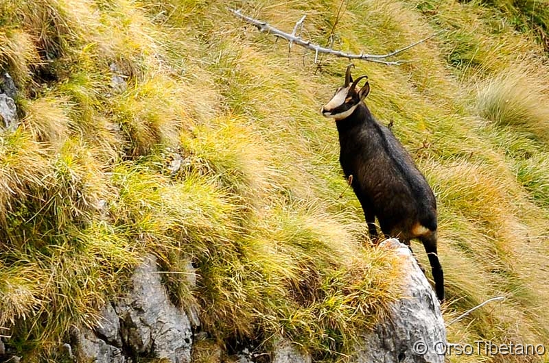 Camoscio.jpg - Camoscio (Rupicapra rupicapra), Parco Naturale del Monte Grappa - Chamois, Natural Park of Monte Grappa