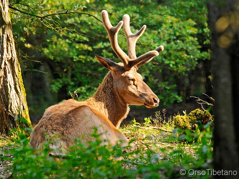 Cervo_della_Mesola_(Cervus_elaphus).jpg - Cervo (Cervus elaphus)  della Mesola. Specie protetta e certificata come unica specie di Cervo di pianura dell'Italia peninsulare... -  Deer of Mesola. Certified as a protected species and only species of deer of the plains of peninsular Italy ...