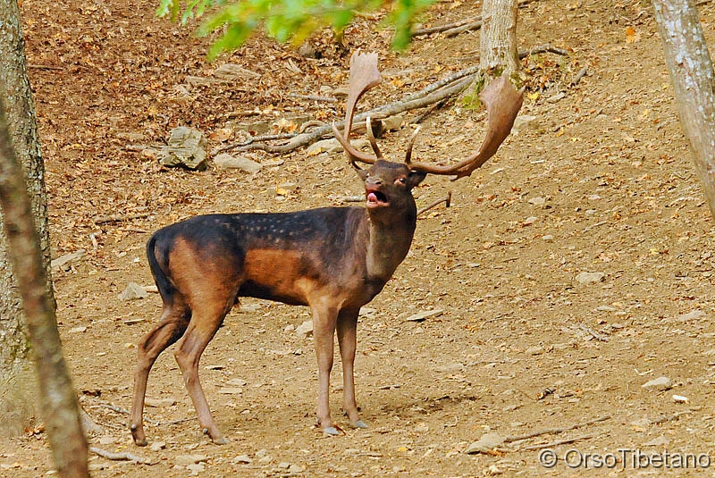 Daino_Melaniico_(Dama_dama).jpg - Daino (Dama dama) melanico in bramito, Parco Nazionale Foreste Casentinesi - Belling of the melanin Fallow Deer, Casentino Forest National Park