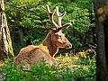 Cervo_della_Mesola_(Cervus_elaphus)