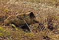 Cinghiale_(Sus_scrofa)