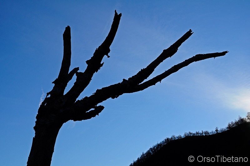 Sincronie.jpg - Sincronie della Natura... il ramo dell'albero sembra seguire il profilo della collina - Synchrony of Nature... the branch of the tree seems to follow the profile of the hill