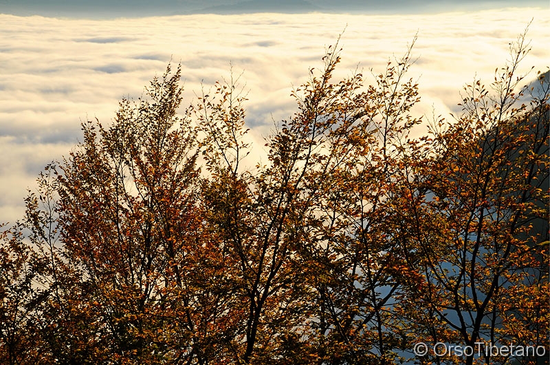 Uno_sfondo_diverso.jpg - Uno sfondo diverso... un mare di nuvole si staglia da sfondo agli alberi ravvivati dai colori dell'Autunno ed illuminati dal Sole del primo mattino - A different background... a sea of clouds silhouetted in the background to the trees in Autumn colours brightened and enlightened by the Sun in the early morning