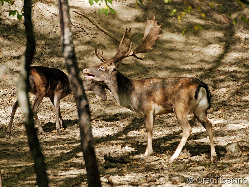 Dama_dama,_Daino.jpg - Daino (Dama dama) in bramito con femmina - Belling of the fallow deer with female