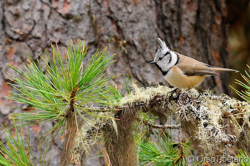 Parus_cristatus_-_Cincia_dal_Ciuffo.jpg - Cincia dal Ciuffo (Parus cristatus), Val Roseg, Engadina - Crested Tit, Roseg Valley, Engadine