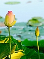 Nelumbo_nucifera,_Fiore_di_Loto