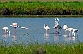 Phoenicopterus_ruber,Fenicottero_rosa