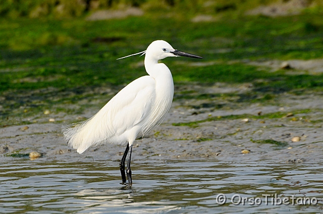 20090501-092658.jpg - Garzetta (Egretta garzetta) [a, +75%, none]