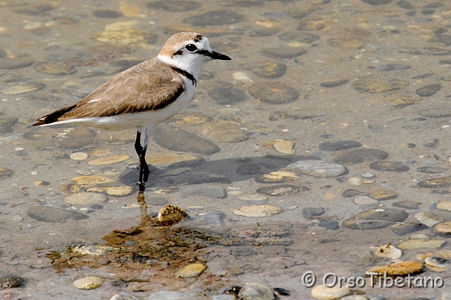 20090606-104120.jpg - Fratino (Charadrius alexandrinus)  [a, -75%, none]