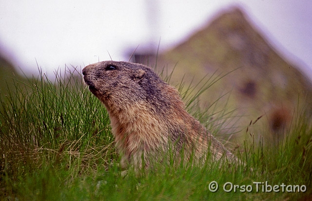 img002-f.jpg - Marmotta (Marmota marmota)  [scansione da foto, a, FF, none ]