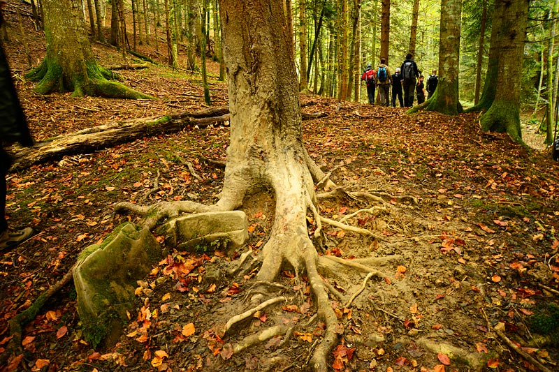 11-01-13-092815.JPG - "Segni di presenza" ... Gli Ungulati usano strofinarsi negli alberi dopo essere stati a bagno nelle pozza d'acqua