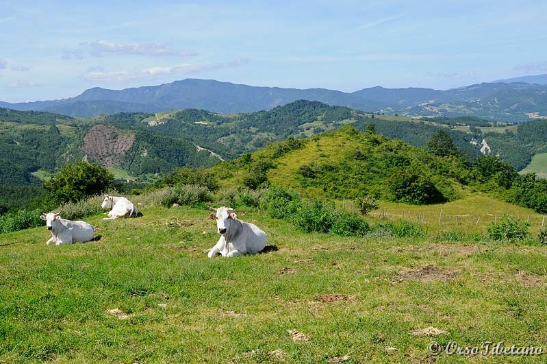 20110619-092130.jpg - Parco Naturale del Sasso Simone e Simoncello che comprende tre Regioni, Romagna, Marche e Toscana: panorama. -  Natural Park of Sasso Simone and Simoncello comprising three regions, Emilia Romagna, Marche and Toscana: overview.