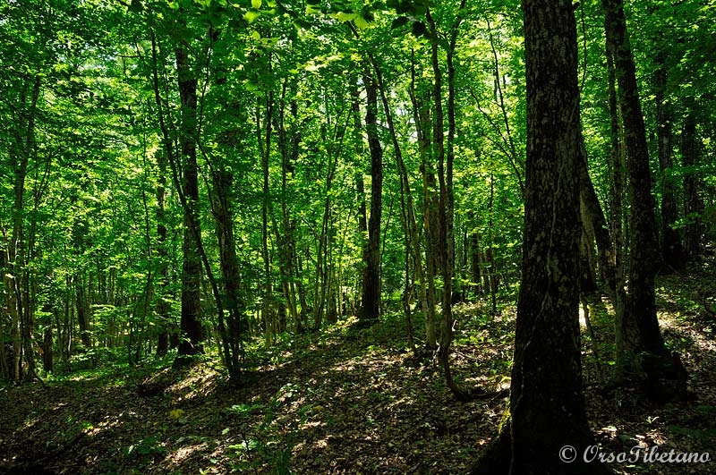 20110619-102709_01.jpg - Nel Bosco a ridosso delle due vette.  -  In the Forest near the two peaks.