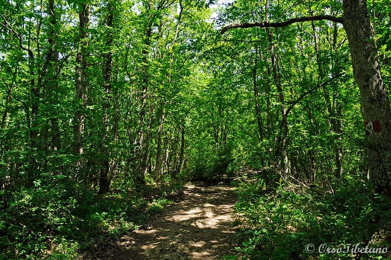 20110619-103154.jpg - Ancora Bosco...  -  Yet Woods...