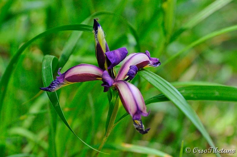 20110619-113331.jpg - Iris graminea - Giaggiolo susinario.