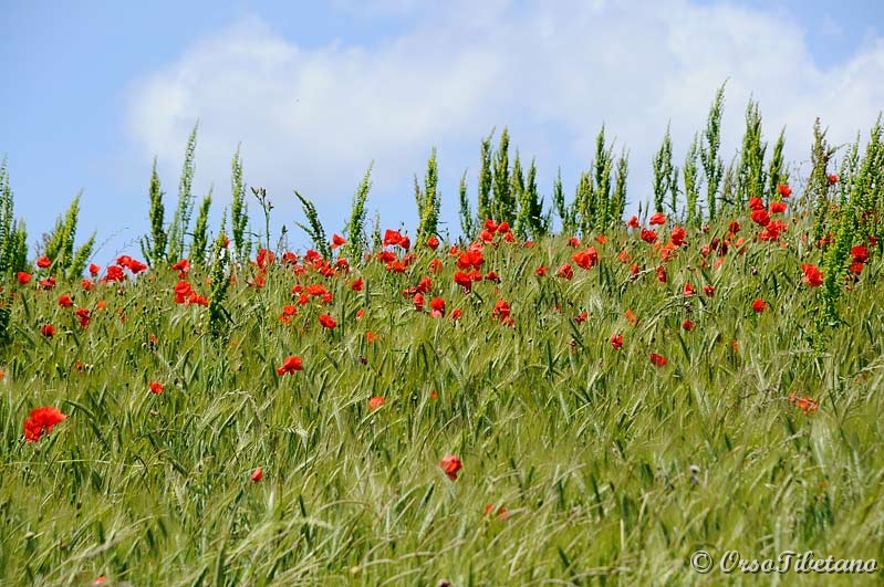 20110619-135321.jpg - Papaveri !!!  -  Poppies !!!