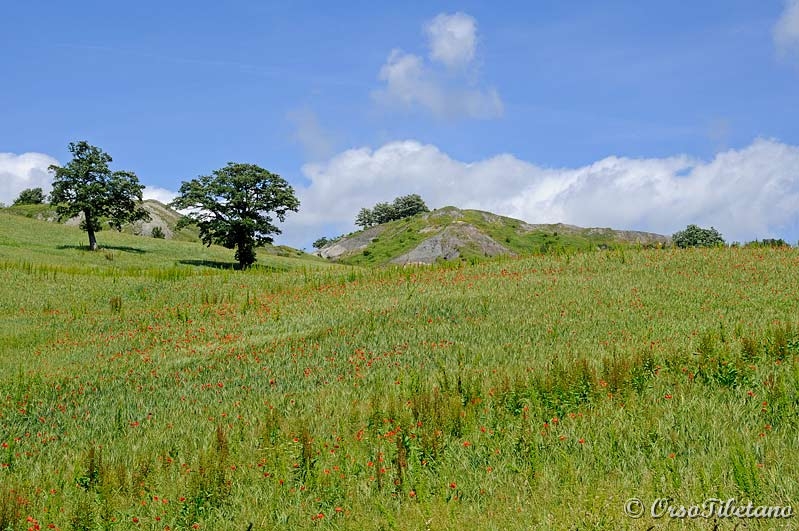 20110619-141423.jpg - Panorama, sulla strada del ritorno.  -  Overview, on the way back.