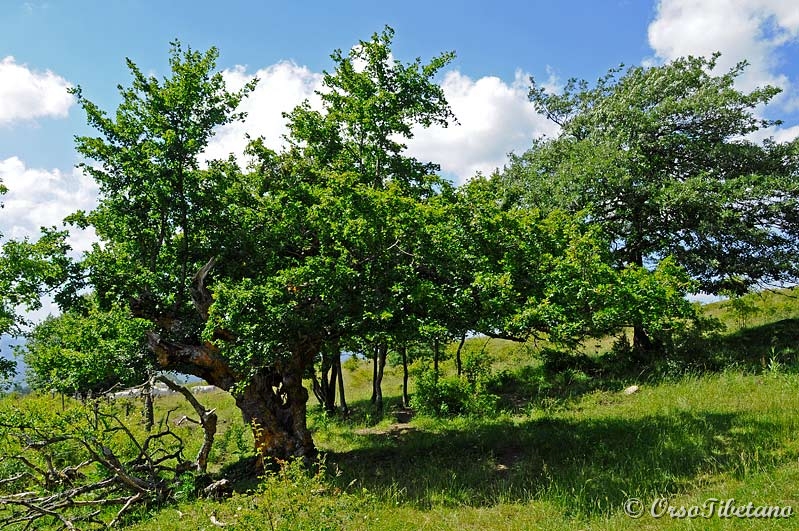 20110619-145019.jpg - Uno spettacolare Acero di monte o montano (Acer pseudoplatanus).  -  A spectacular Mountain Maple (Acer pseudoplatanus).