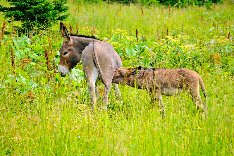 08-07-14-133356_01.jpg - Mamma Asina con Cucciolo