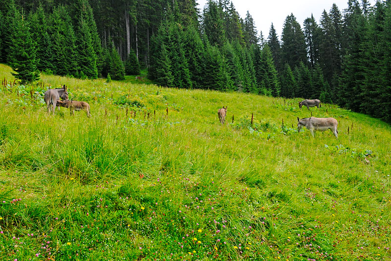 08-07-14-133409.jpg - "erano molti gli asini quel giorno... a quattro ed a due zampe" ...