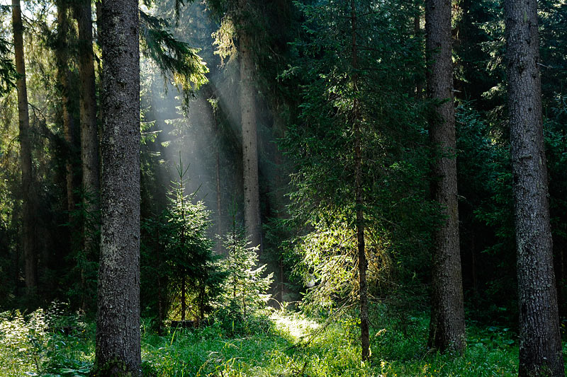 08-08-14-073915.jpg - Luci nel Bosco