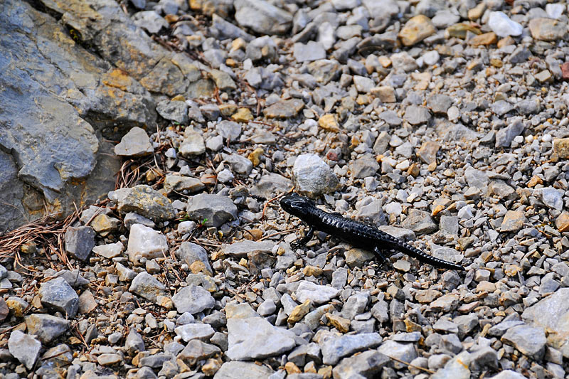 08-08-14-095915.jpg - Salamandra nera (Salamandra atra)