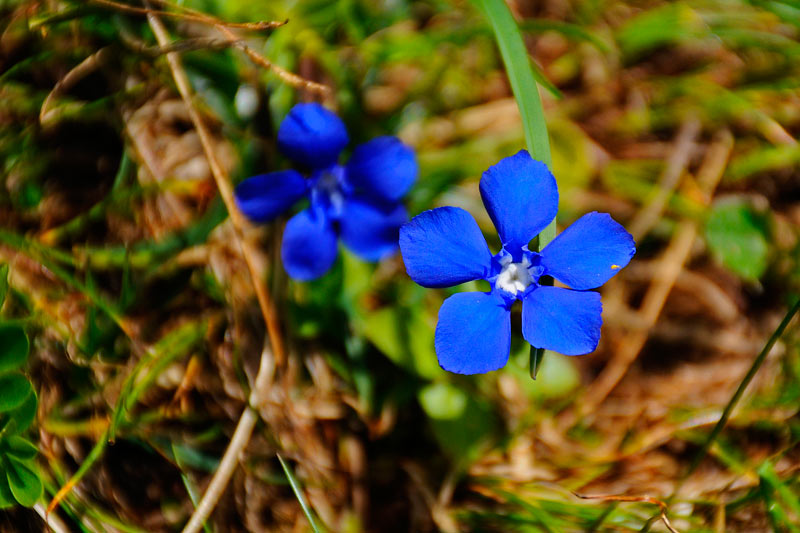 08-08-14-113328_01.jpg -  Genziana (probabilmente Gentiana bavarica)