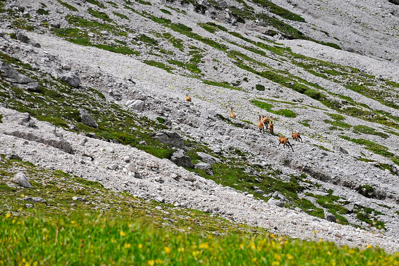 08-08-14-115433.jpg - Camosci (Rupicapra rupicapra)