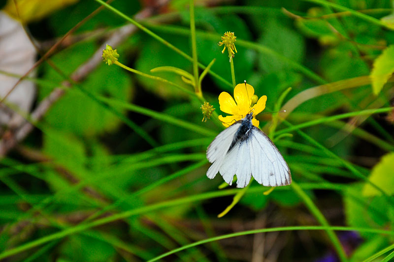 08-08-14-130416_01.jpg - Cavolaia minore (Pieris napi)