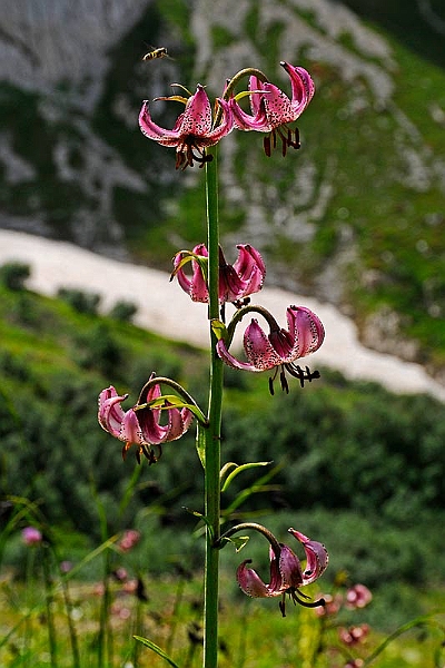 08-09-14-105127.jpg - Giglio Martagone - Lilium Martagon 