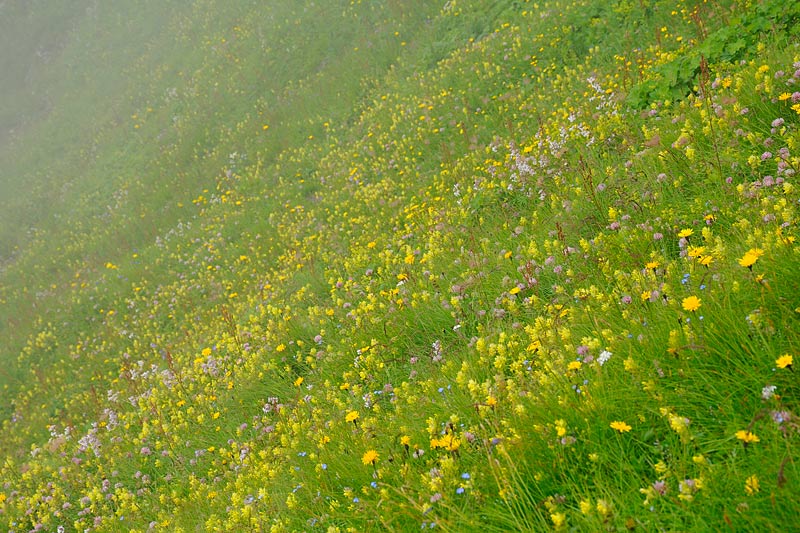 08-09-14-114052.jpg - Fiori nella Nebbia