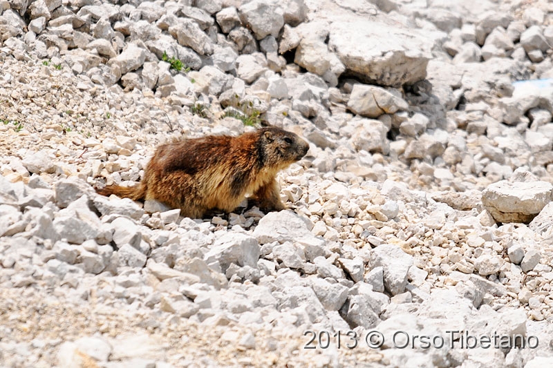 1.jpg - Marmotta (Marmota marmota) - Marmot - Marmotte - Murmeltier - Marmota - Murmeldjur - Murmeli - сурок - αρκτόμυς - マーモット