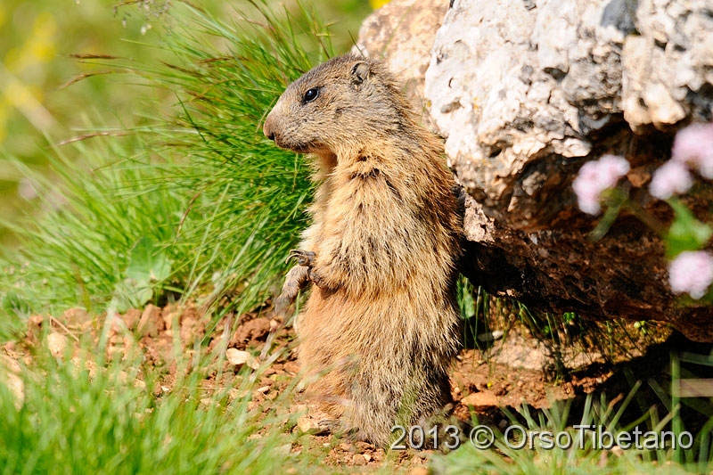 11.jpg - Marmotta (Marmota marmota) - Marmot - Marmotte - Murmeltier - Marmota - Murmeldjur - Murmeli - сурок - αρκτόμυς - マーモット