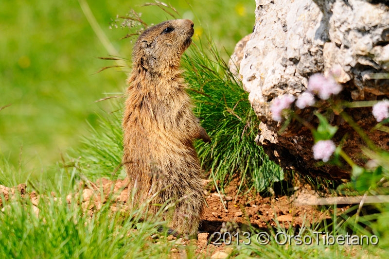 12.jpg - Marmotta (Marmota marmota) - Marmot - Marmotte - Murmeltier - Marmota - Murmeldjur - Murmeli - сурок - αρκτόμυς - マーモット