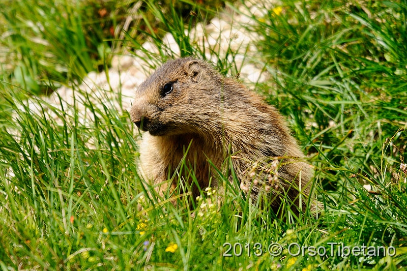 14.jpg - Marmotta (Marmota marmota) - Marmot - Marmotte - Murmeltier - Marmota - Murmeldjur - Murmeli - сурок - αρκτόμυς - マーモット