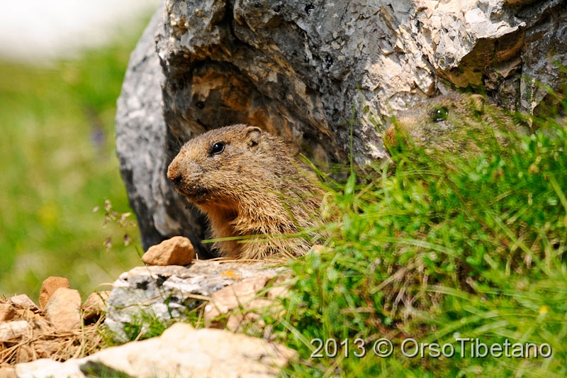 2.jpg - Marmotta (Marmota marmota) - Marmot - Marmotte - Murmeltier - Marmota - Murmeldjur - Murmeli - сурок - αρκτόμυς - マーモット