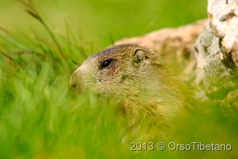 3.jpg - Marmotta (Marmota marmota) - Marmot - Marmotte - Murmeltier - Marmota - Murmeldjur - Murmeli - сурок - αρκτόμυς - マーモット