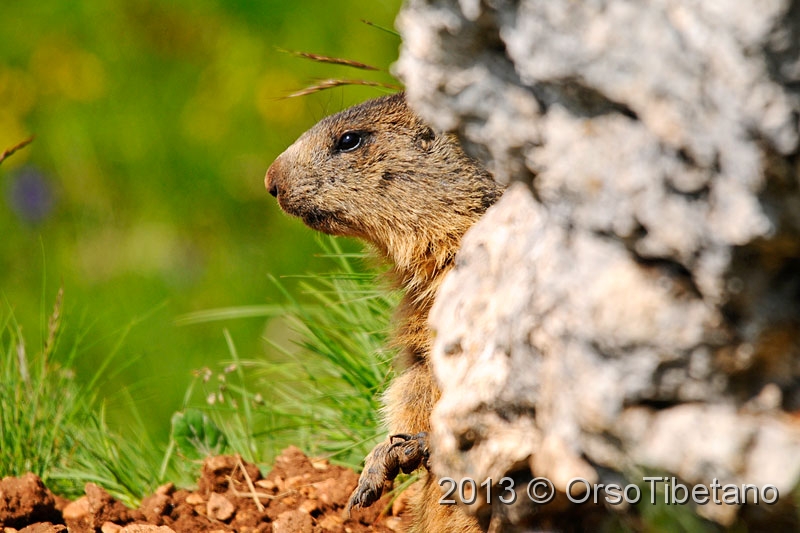 6.jpg - Marmotta (Marmota marmota) - Marmot - Marmotte - Murmeltier - Marmota - Murmeldjur - Murmeli - сурок - αρκτόμυς - マーモット