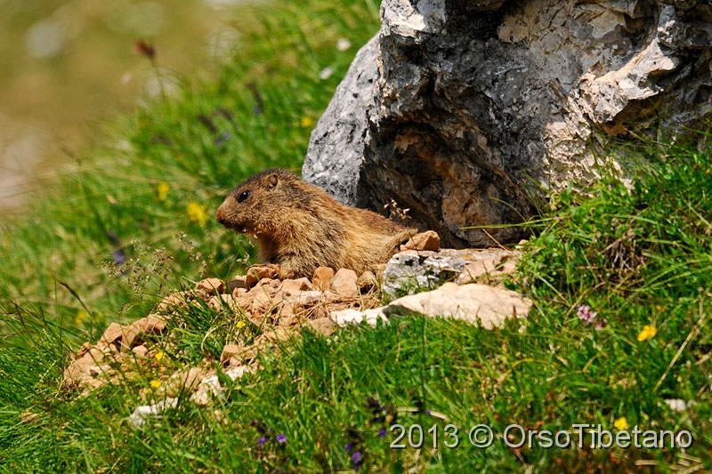 8.jpg - Marmotta (Marmota marmota) - Marmot - Marmotte - Murmeltier - Marmota - Murmeldjur - Murmeli - сурок - αρκτόμυς - マーモット