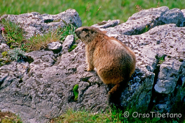 01-006-0.jpg - Marmotta (Marmota marmota) [scansione da dia, a, -75%, none]