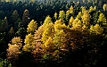 Autunno_in_Val_Roseg