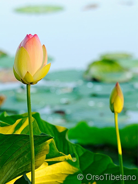 Nelumbo_nucifera,_Fiore_di_Loto.jpg - Fiore di Loto (Nelumbo nucifera) - Lotus flower