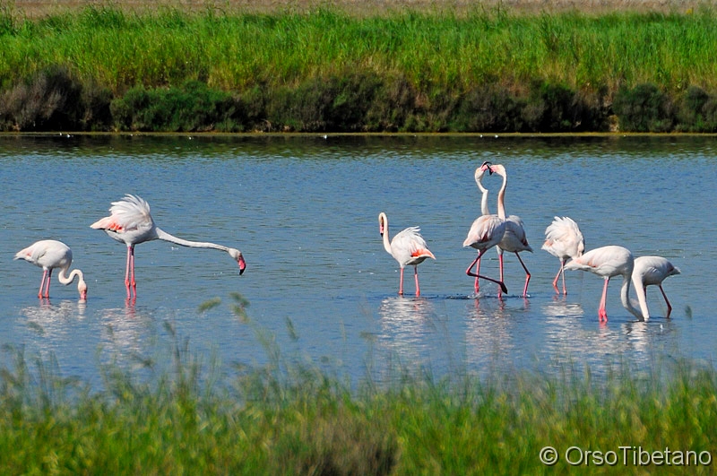Phoenicopterus_ruber,Fenicottero_rosa.jpg - Fenicottero Rosa (Phoenicopterus ruber) - Pink Flamingo