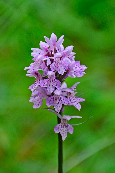 08-08-14-125009.jpg - Orchidea (Orchis purpurea)