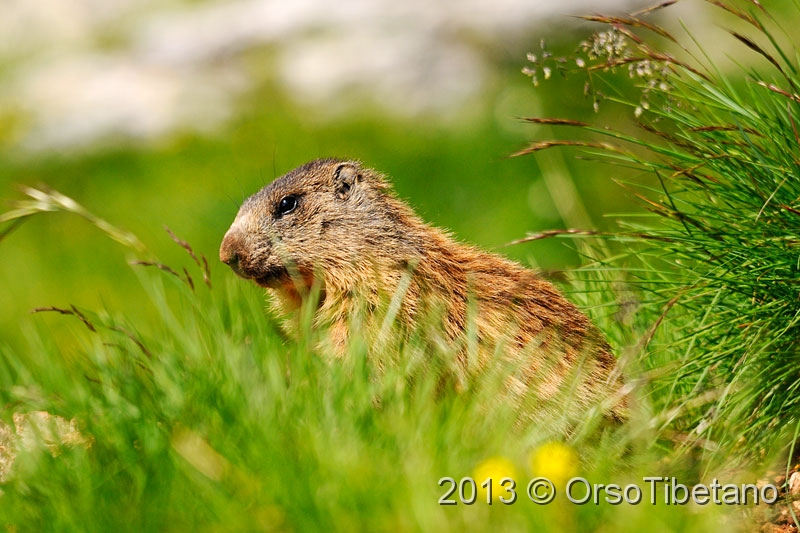 10.jpg - Marmotta (Marmota marmota) - Marmot - Marmotte - Murmeltier - Marmota - Murmeldjur - Murmeli - сурок - αρκτόμυς - マーモット
