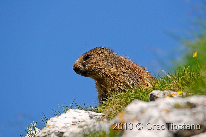 15.jpg - Marmotta (Marmota marmota) - Marmot - Marmotte - Murmeltier - Marmota - Murmeldjur - Murmeli - сурок - αρκτόμυς - マーモット
