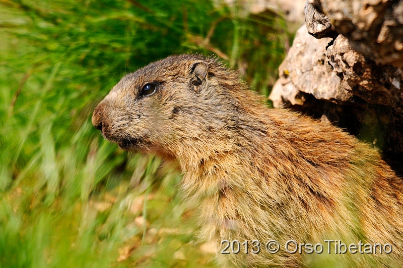 4.jpg - Marmotta (Marmota marmota) - Marmot - Marmotte - Murmeltier - Marmota - Murmeldjur - Murmeli - сурок - αρκτόμυς - マーモット