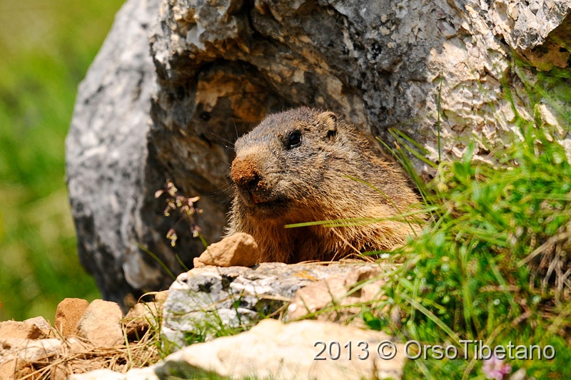 5.jpg - Marmotta (Marmota marmota) - Marmot - Marmotte - Murmeltier - Marmota - Murmeldjur - Murmeli - сурок - αρκτόμυς - マーモット